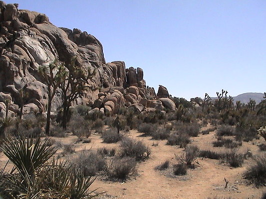 Joshua Tree lone horse