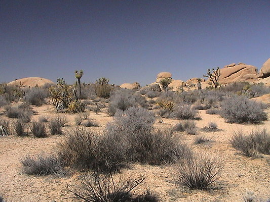 Joshua Tree jumbo rocks